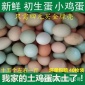 綠殼雞蛋 土雞 笨雞 散養(yǎng)戶 大山溝特產(chǎn) 環(huán)境優(yōu)美產(chǎn)地 天然